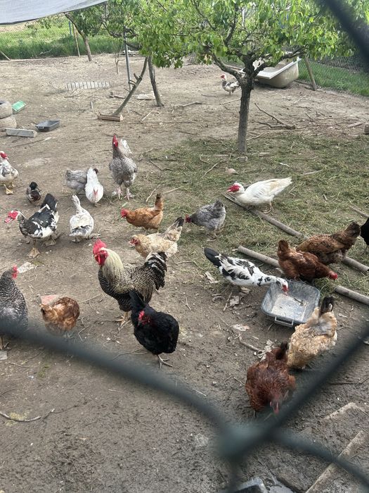 Patos Caseiros Machos e Fêmeas
