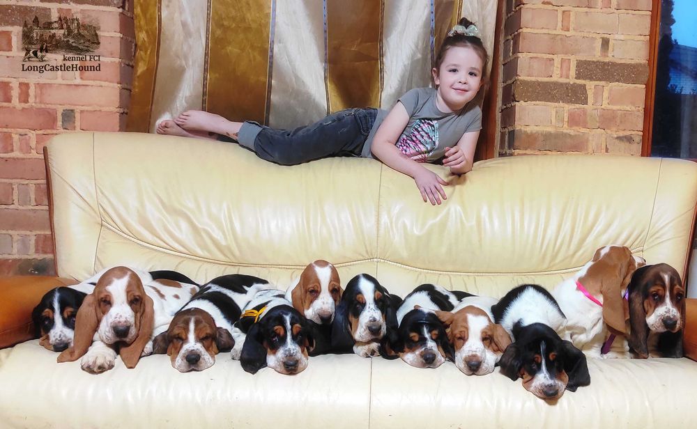 Бассет Хаунд Щенки. Более 30 лет жизни с этой замечательной породой.