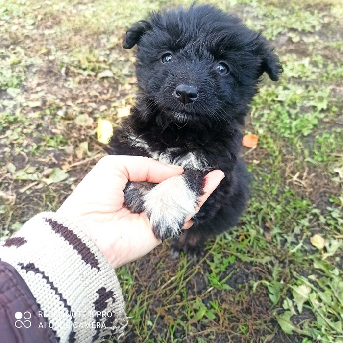 Цуценята, собачка