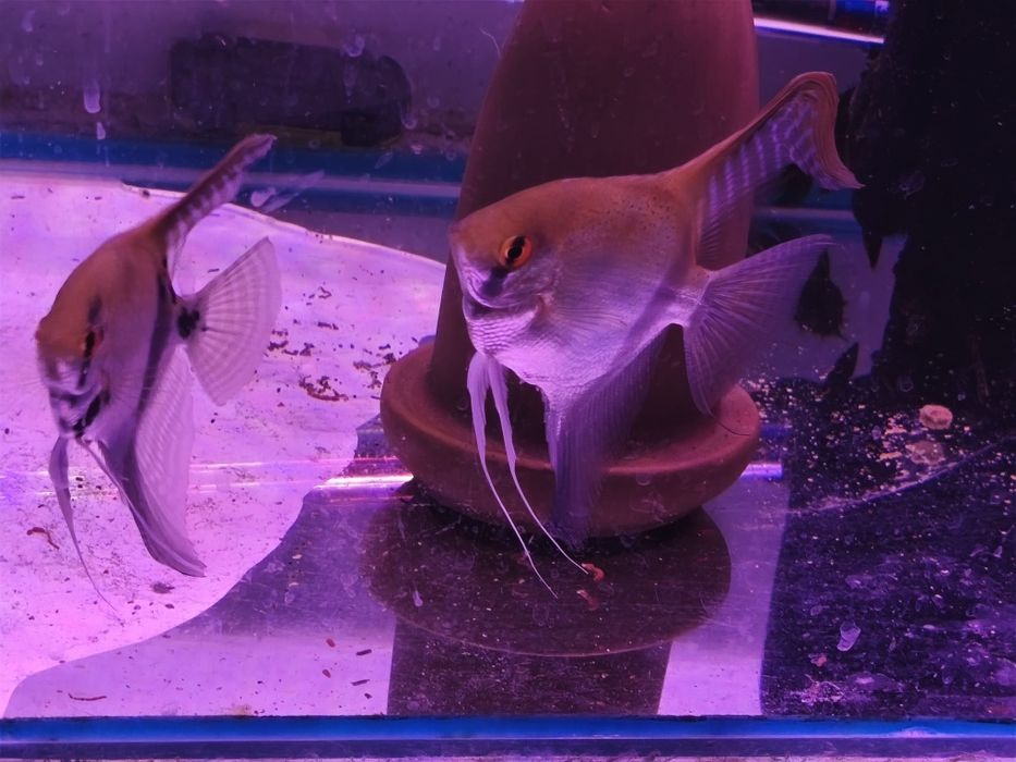 Escalares bebés muito bonitos.