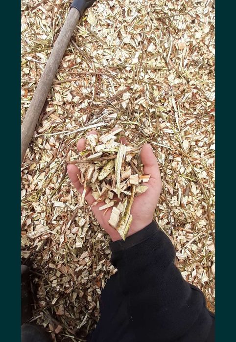 Zrębka z drzew liściastych wycinka drzew czyszczenie działek