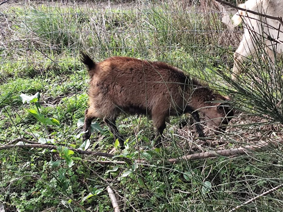 Cabrinhas Anãs - Machos e Fêmeas