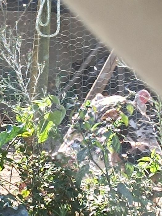 Frango/a   (     (Índio gigante)
