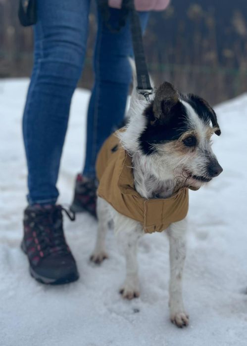 Cynamonek gorąco poleca się do adopcji...