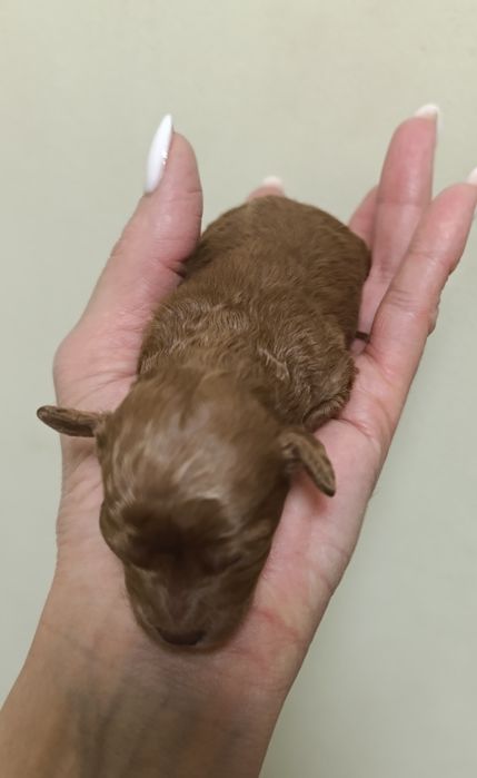 Той пудельки на бронювання