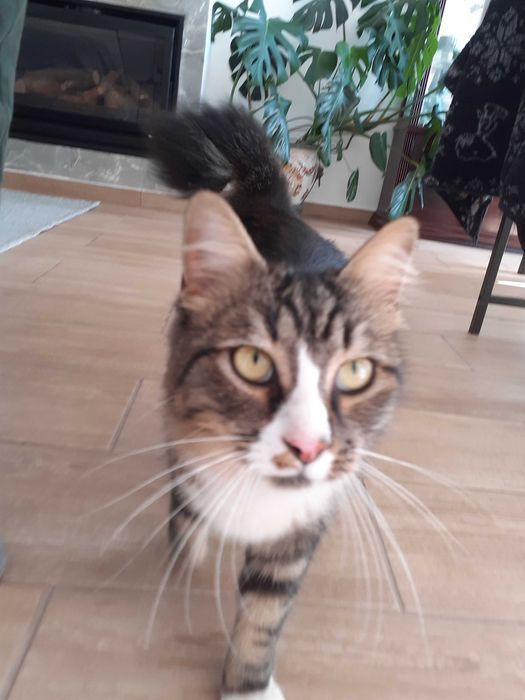Gatinhos mansinhos