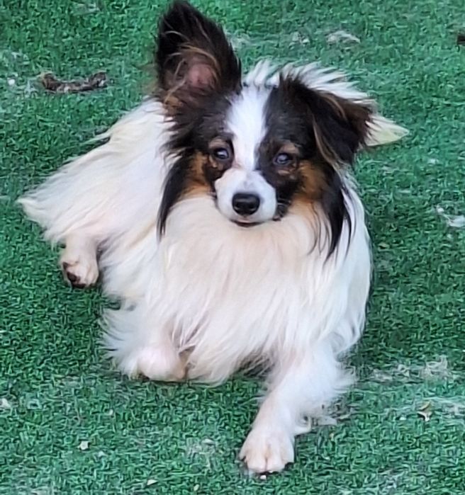 Папильон подросток