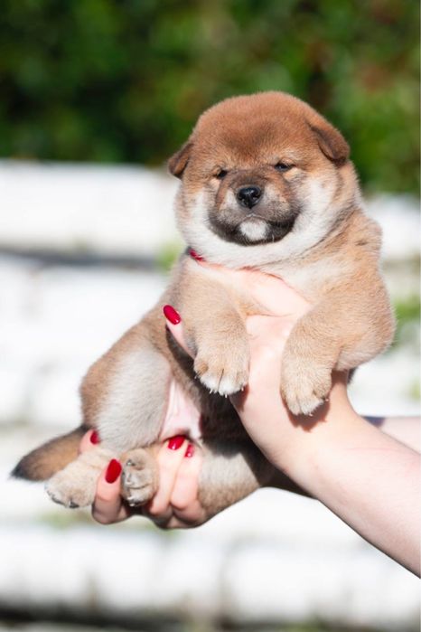 Шиба цуценята shiba inu