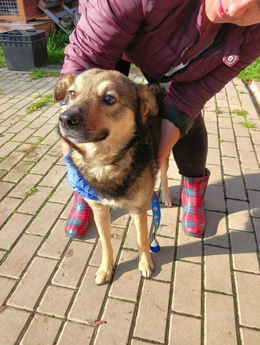 Smail szuka domu- pies ideał!