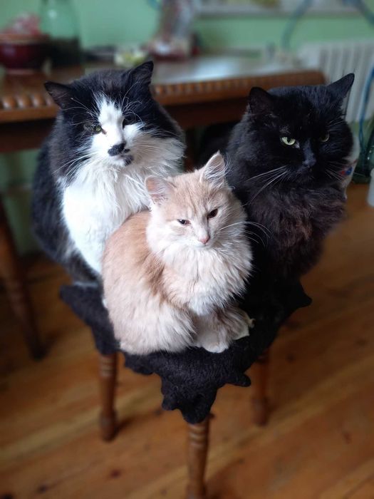 Віддам у добрі руки котиків.