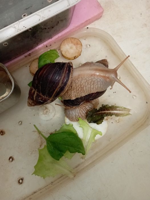 Равлики Ахатіни 3-х місячні, омолоджують і лікують шкіру колагеном.