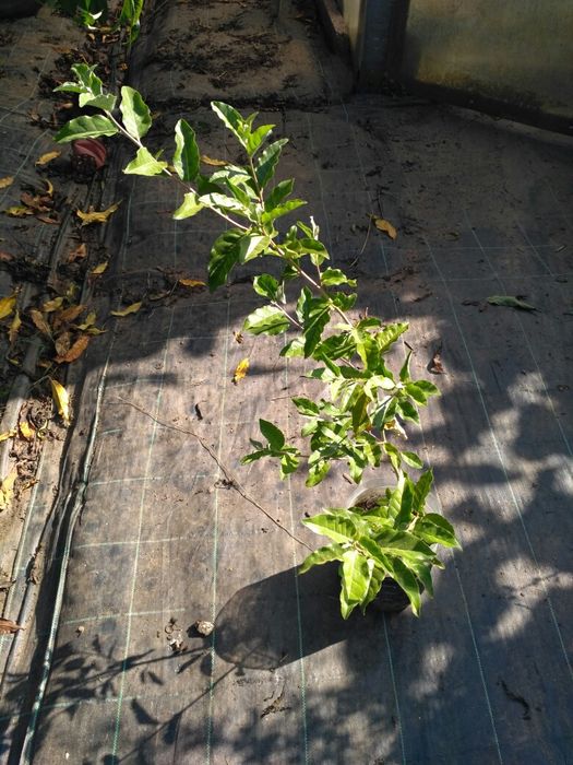 Groselha do Japão (Elaeagnus umbellata)