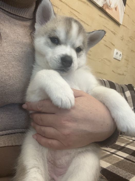 Мои разноглазые и голубоглазые хасчата