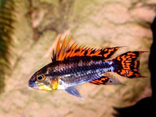 Pielęgniczka kakadu Apistogramma cacatuoides