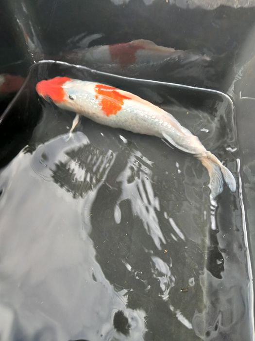 Carpa koi 35/40 cm