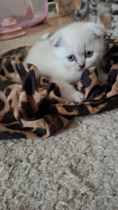 Шотландський кошенята, котики