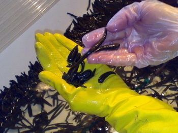 П'явки медичні(0.8-2.5г)