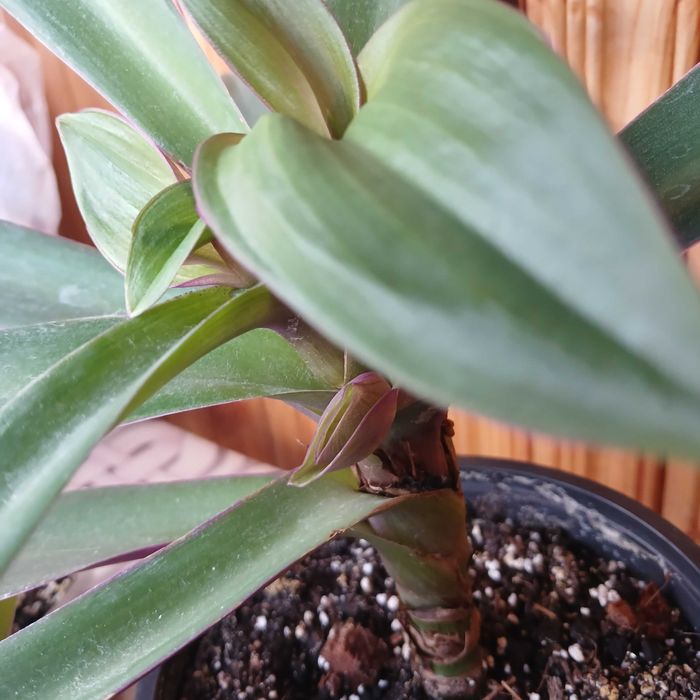 Квітка традисканция Рео