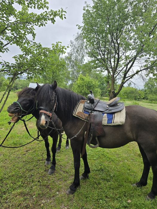 продам коней,  кобила та кінь