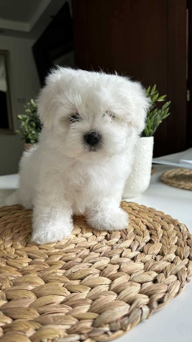 Chłopczyk Mini Maltańczyk z Rodowodem