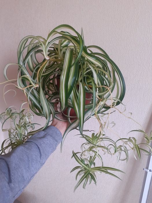 Хлорофітум різдвяник фіалка