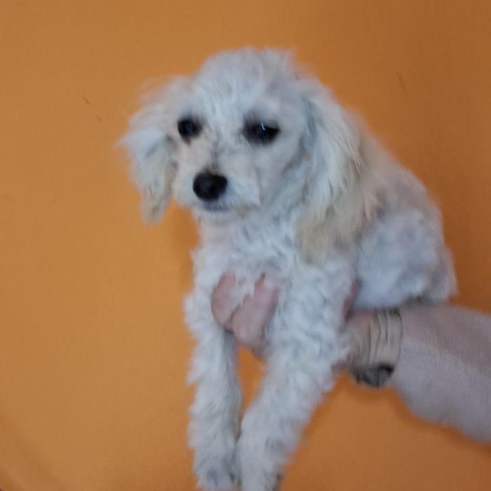 Maltipoo śliczny piesk