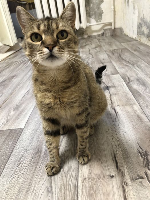 Кошка в добрые руки