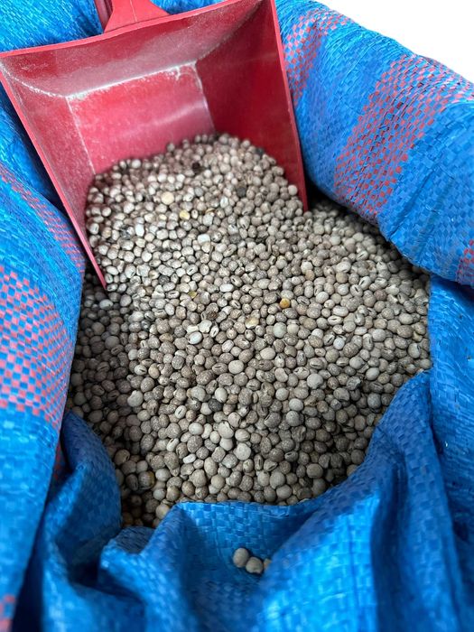 Łubin słodki - materiał paszowy 1kg