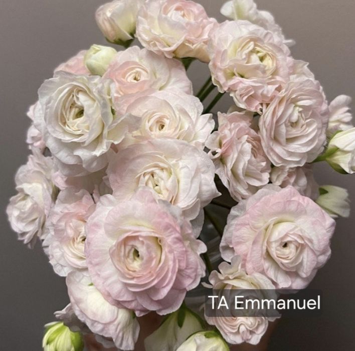 Pelargonia kolekcjonerska