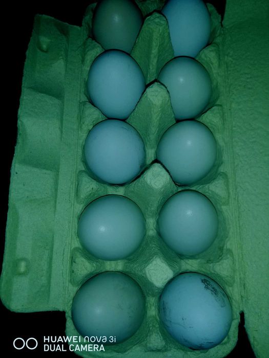 Грюнлегер. Інкубаційне яйце. Голубое яйцо.