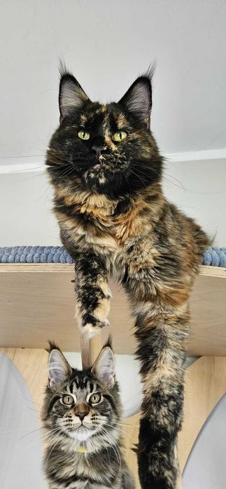 Kotka Maine Coon INKA