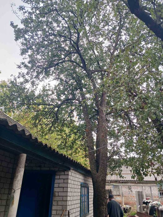 Спил дерев . Обрізка дерев.