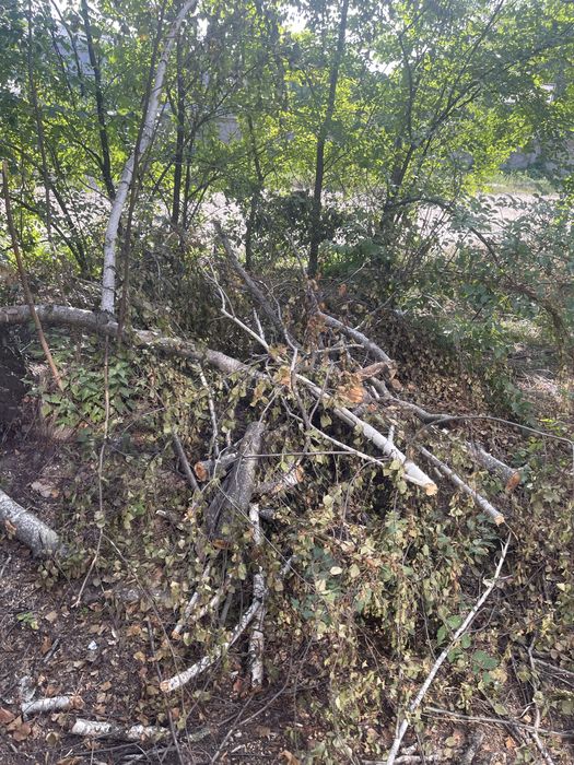 Отдам дрова клена бесплатно