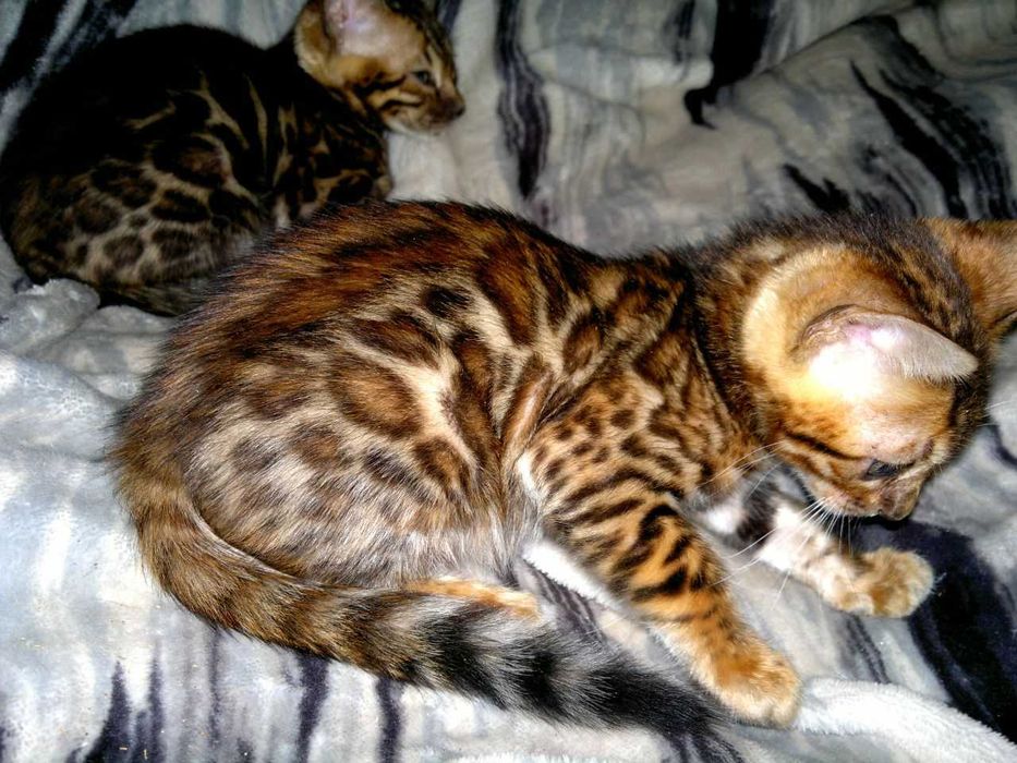 Ексклюзивний бенгальський BENn24 хлопчик за адекватну ціну!