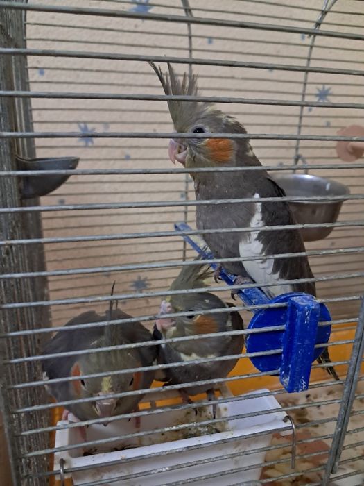 Продам большую клетку и все для птенцов корелл