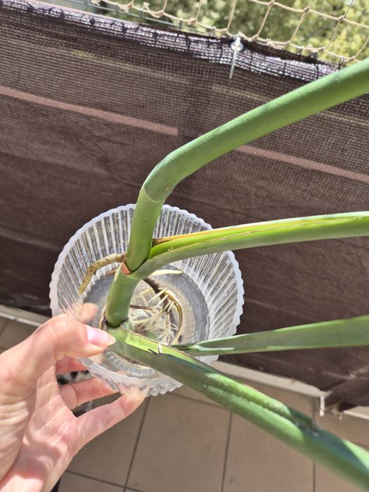 Monstera Deliciosa Sadzonka