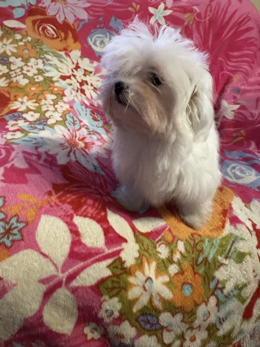 Maltańczyk piesek  miniaturka