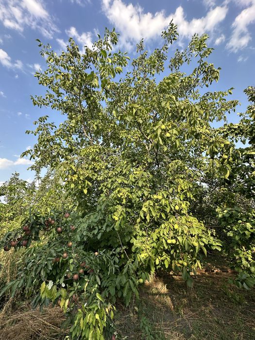 Продається дом в с.Ксаверівка, 48 соток землі, до Києва м.Теремки-40км