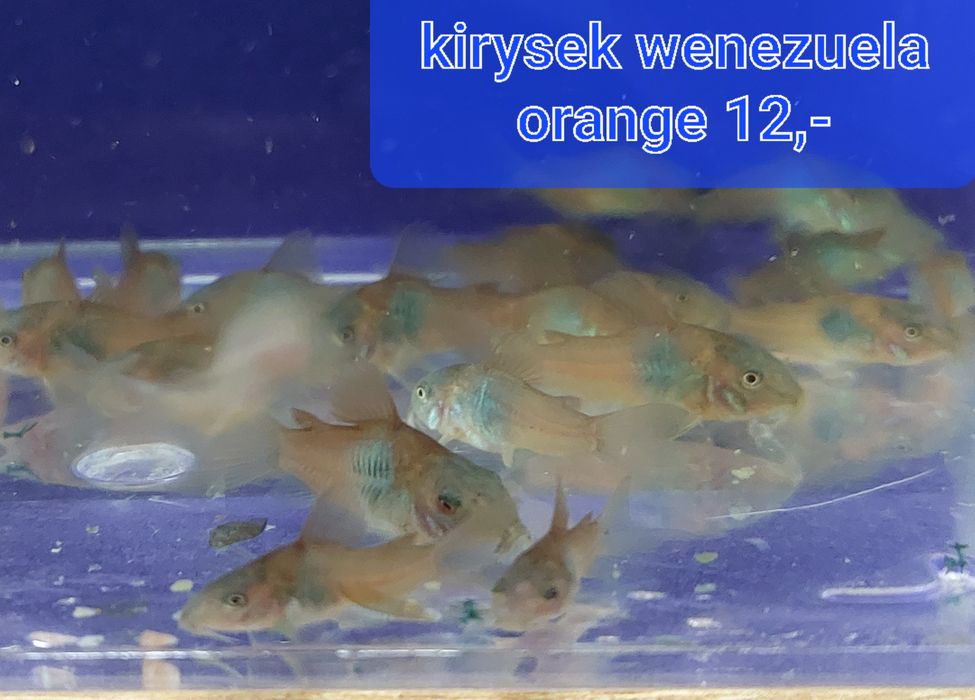 Kirysek wenezuela orange, wysyłam
