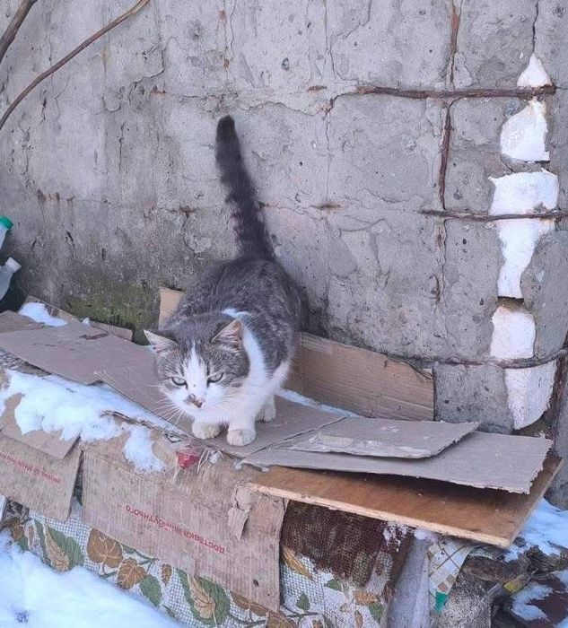 Отдам белого с рябым кота