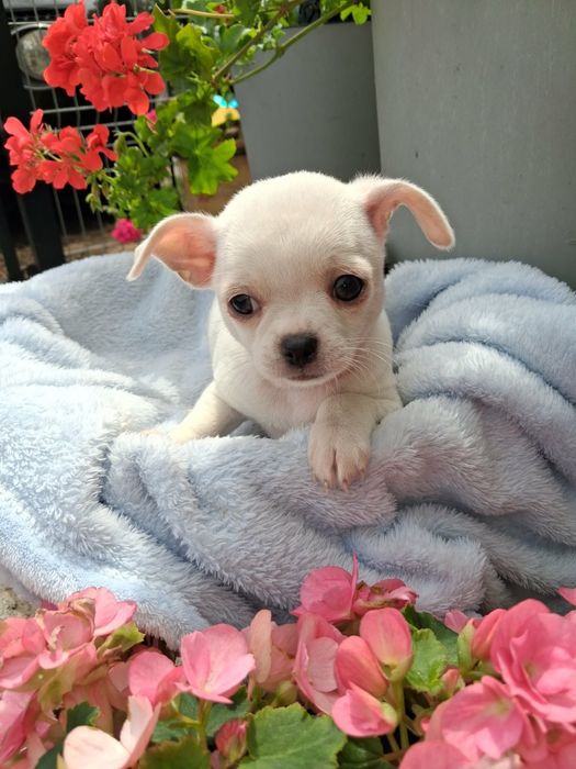 Chihuahua Piesek