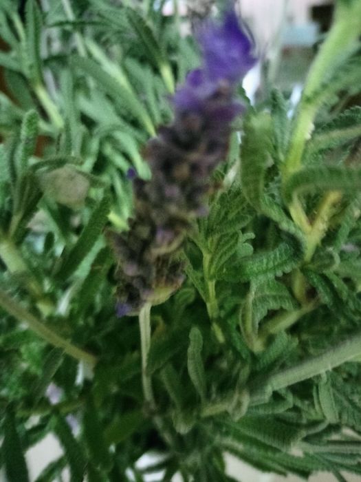 Planta Lavanda Alfazema