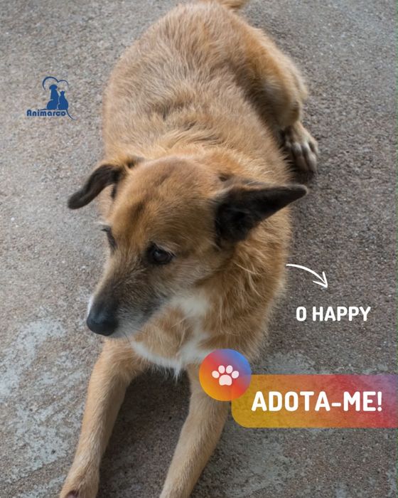 Happy - cao porte medio muito meigo