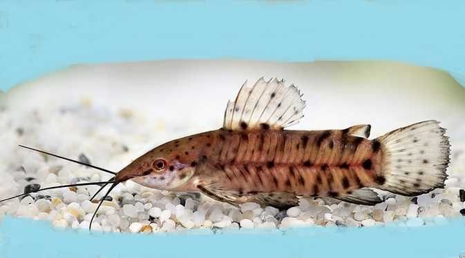 SUM KIRYŚNIK czarnoplamy i albinos PROMOCJA 5+5 GRATIS Tychy • OLX.pl
