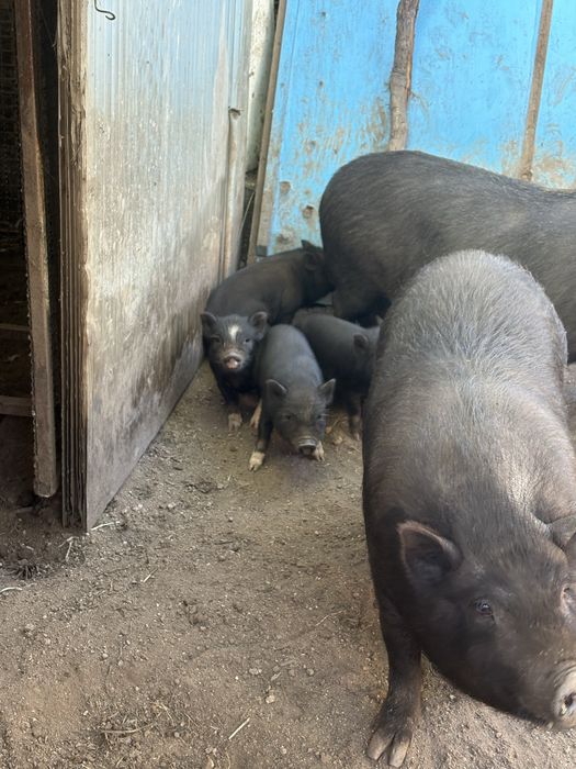 Porcos Vietnamitas criados em casa
