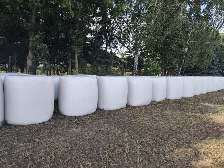 Sianokiszonka z Lucerny