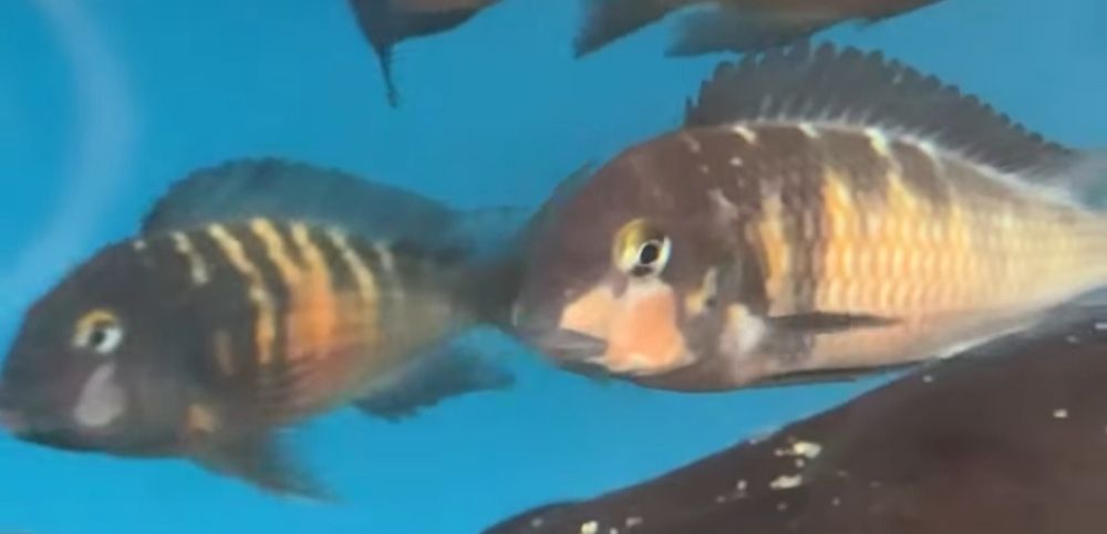 Tropheus Red belly