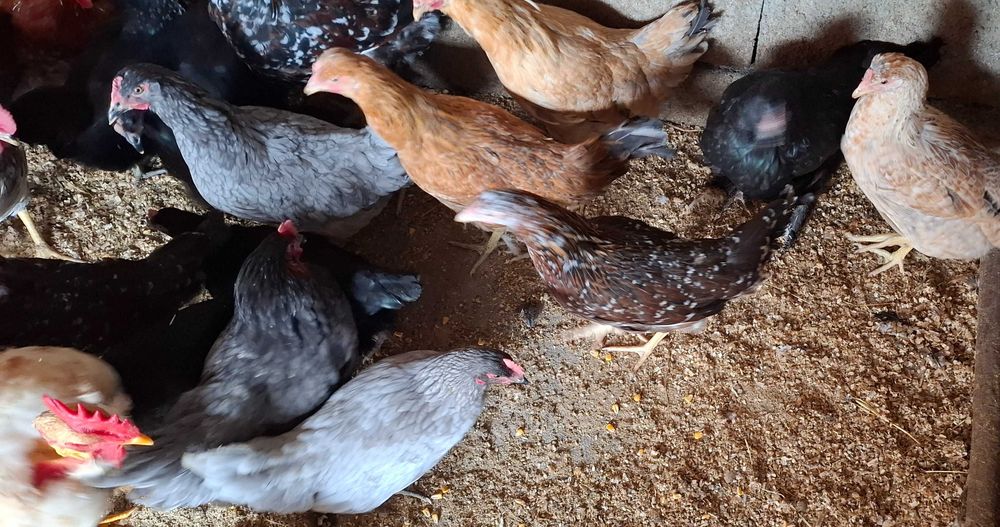 Galinhas patos garnizas perus fracas