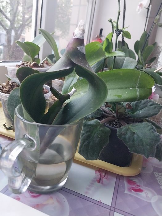 Орхидеи на реанимацию