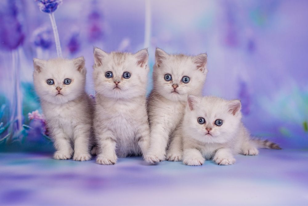 Шотландские малыши